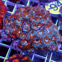 Cosmos Rainbow Echinata 2-3 polyps 2
