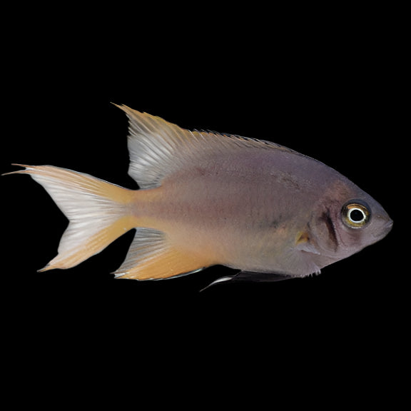 Cross's Damselfish (Juvenile)