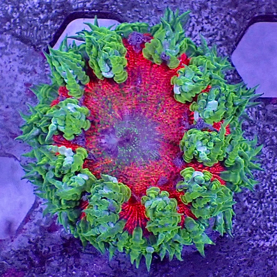 WYSIWYG Emerald Lava Ultra Rock Flower Anemone (1-2