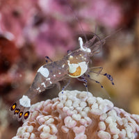 Peacock Tail Anemone shrimp