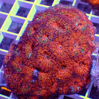 Darth Maul Rainbow Echinata 2-3 polyps