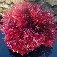 Dragon Bush Macroalgae XL 4-8” B
