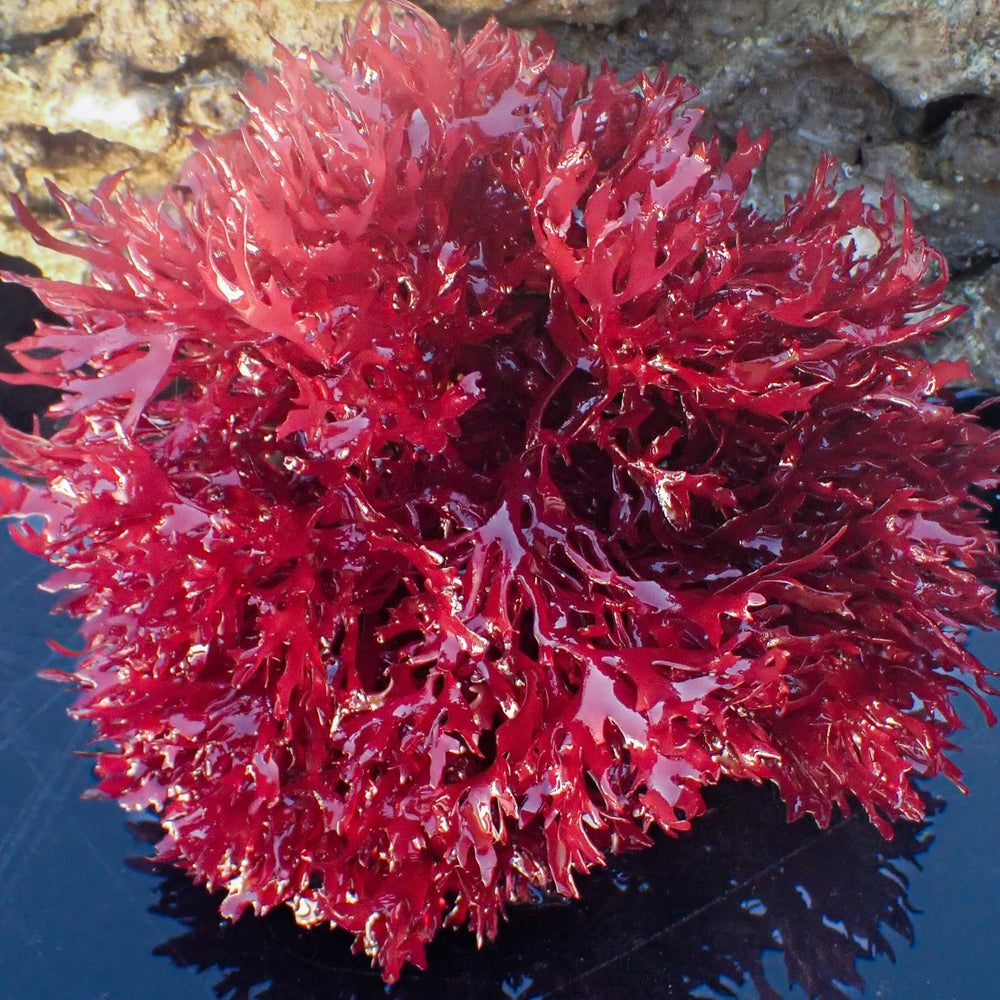 Dragon Bush Macroalgae XL 4-8” B