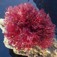 Dragon Bush Macroalgae XL 4-8” C
