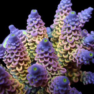 Dreamscape Rainbow Acropora 1 Frag