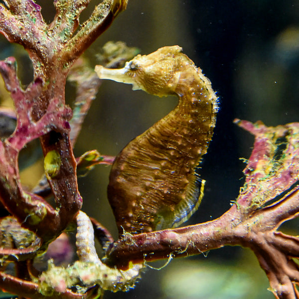 Dwarf Seahorse Fish 1