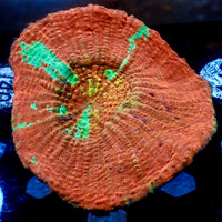 WYSIWYG Tropic Red Rainbow Scoly (Large, 3-4")