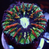 WYSIWYG Ultra Rainbow Roads Cynarina (2-3") (W82)