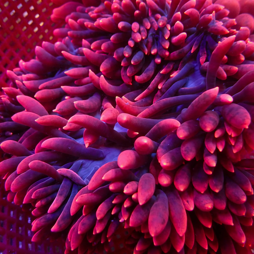 WYSIWYG XL Darth Maul Bubble Tip Anemone (Rare, 7-9)
