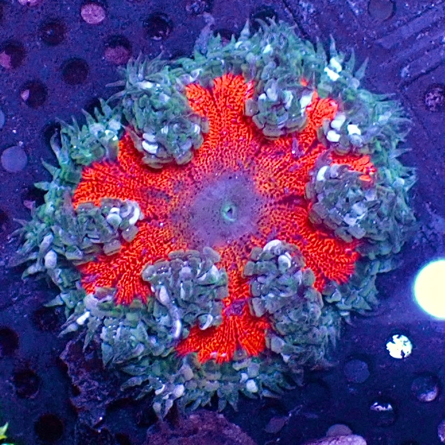 WYSIWYG Scarlet Sage Ultra Rock Flower Anemone (1-2