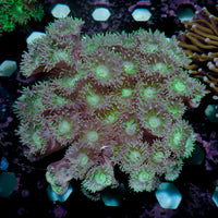 WYSIWYG Aussie Blue Duncan Colony (40+ Polyps) (w33)