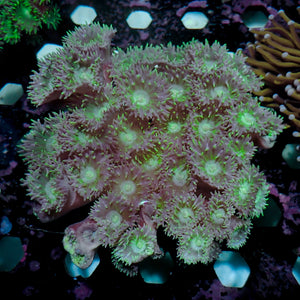 WYSIWYG Aussie Blue Duncan Colony (40+ Polyps) (w33)