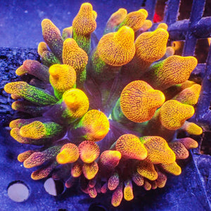 ECC Chicago Sunburst Bubble Tip Anemone 1.5-2.5" A