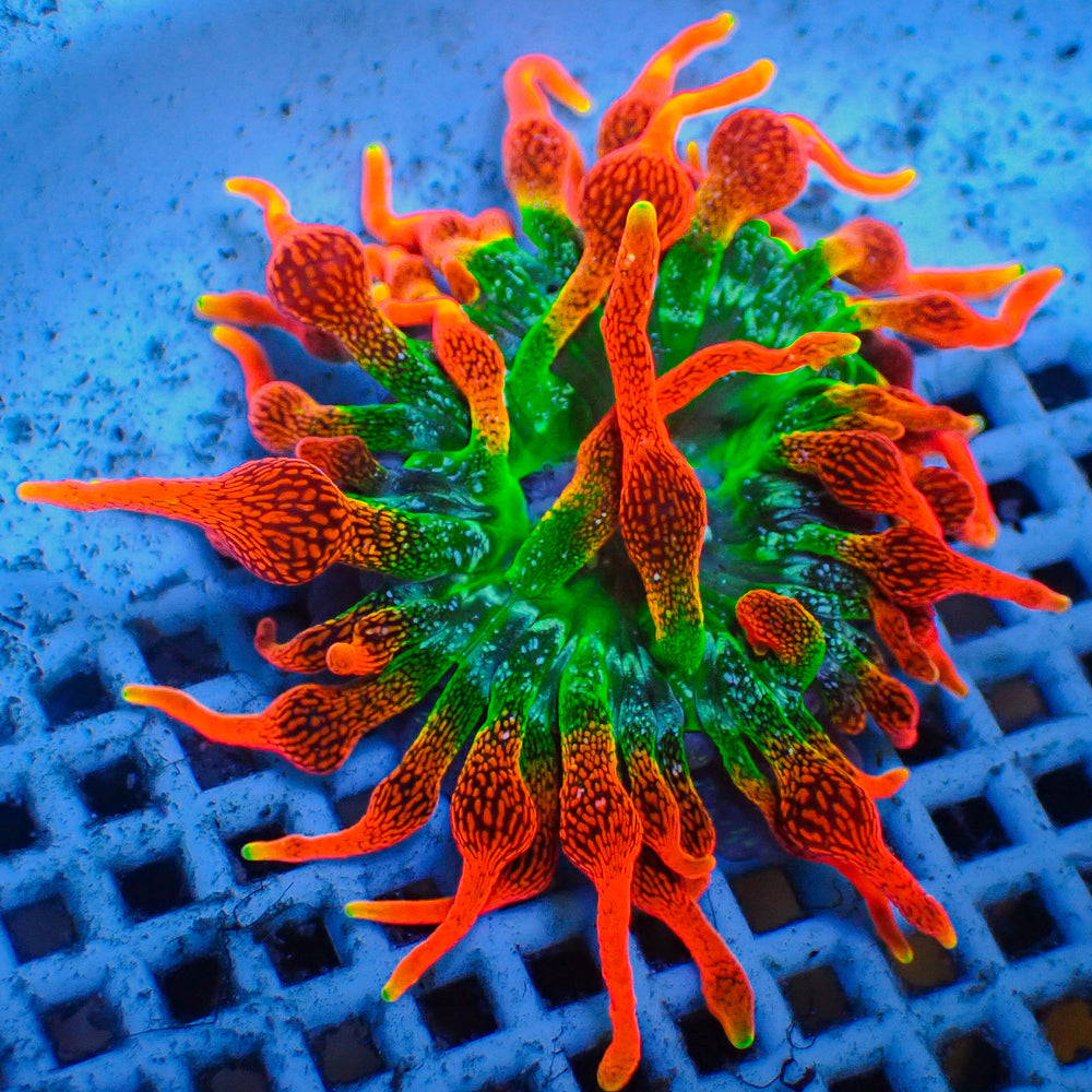 ECC Colorado Sunburst Bubble Tip Anemone (1-2