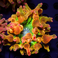 ECC Nexus Blaze Bubble Tip Anemone B
