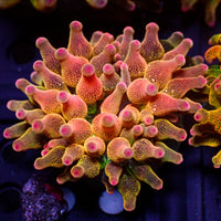 ECC Nexus Blaze Bubble Tip Anemone C