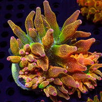 ECC Nexus Blaze Bubble Tip Anemone D
