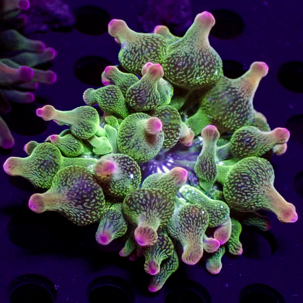 ECC Nexus Joker Bubble Tip Anemone (1.5-2") A