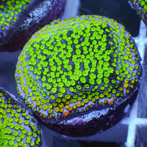 ECC PokerStar Montipora Frag (0.5-1” Frag) B