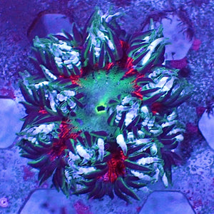 WYSIWYG Red Tiger Ultra Rock Flower Anemone (1-2") (W111)