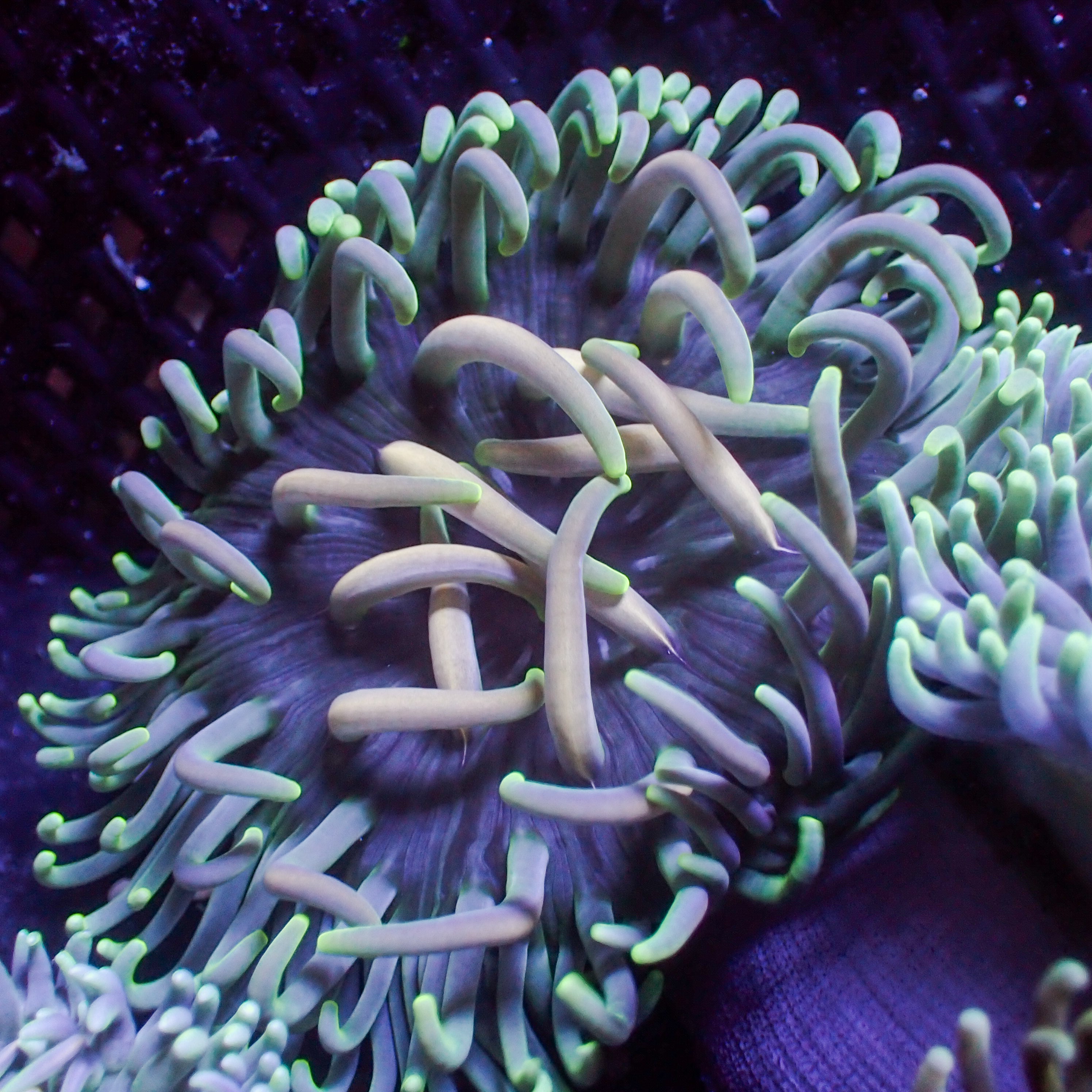 Electric Spark Long Tentacle Anemone | Corals Anonymous