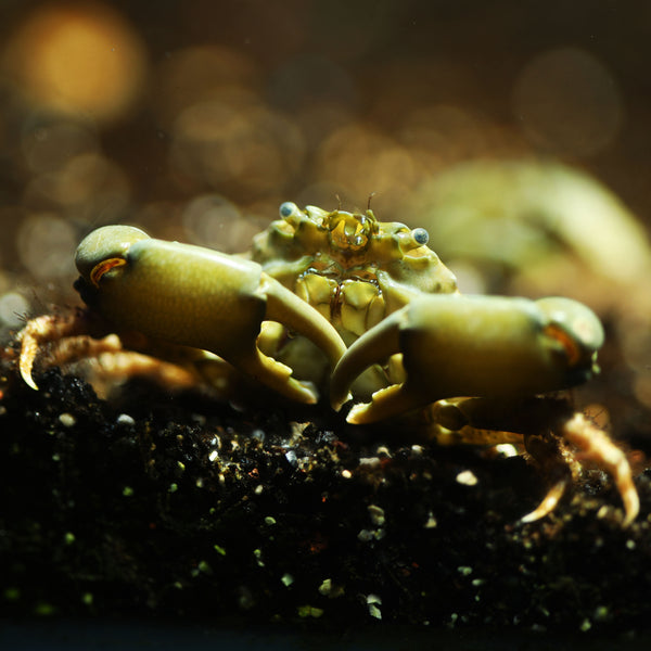 Emerald Crab  1