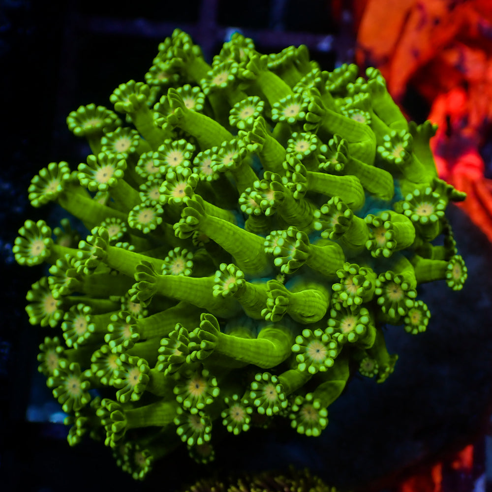 Emerald Peach Glow Goniopora 0.5-1