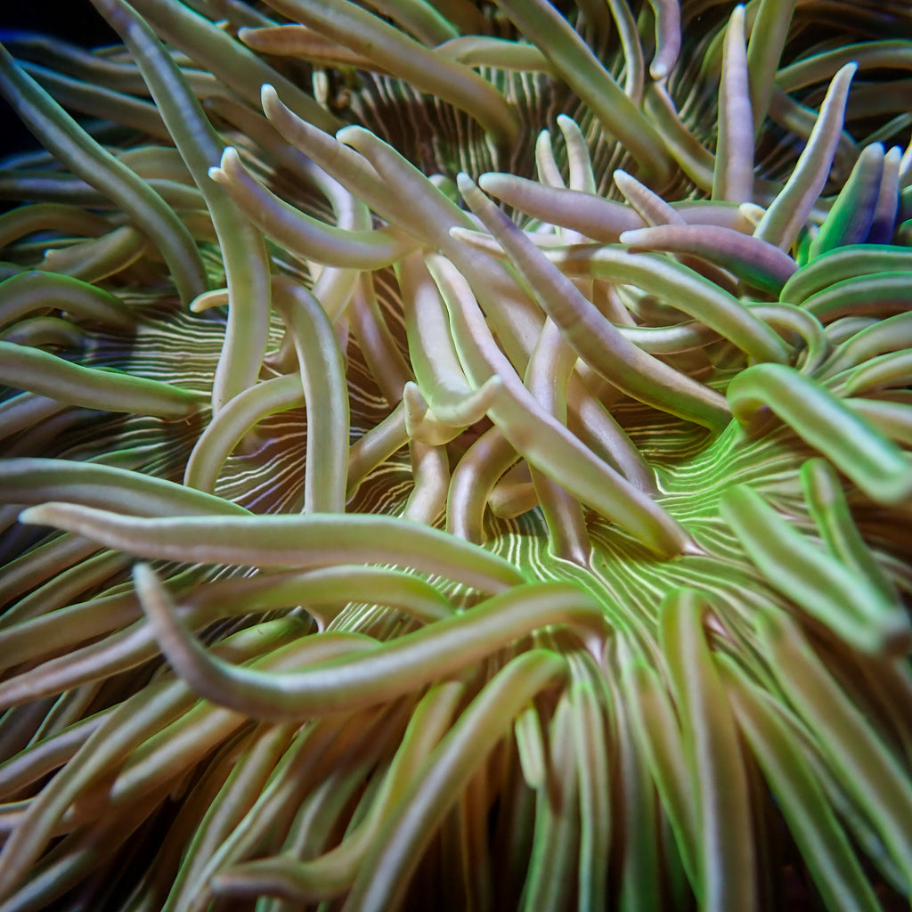Emerald Peppermint Long Tentacle Anemone 1