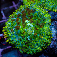 Emerald Picasso Rhodactis Mushroom 2
