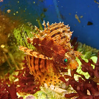 Red Dwarf Lion Fish (Venomous)
