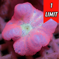 Strawberry Bali Blood Mini Carpet Anemone
