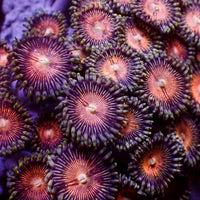 Firework Paly (5-10 Polyps colony)