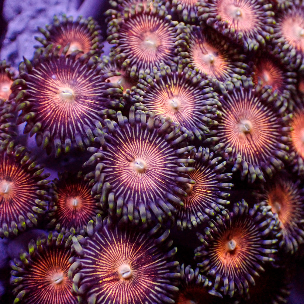 Firework Paly (5-10 Polyps colony)