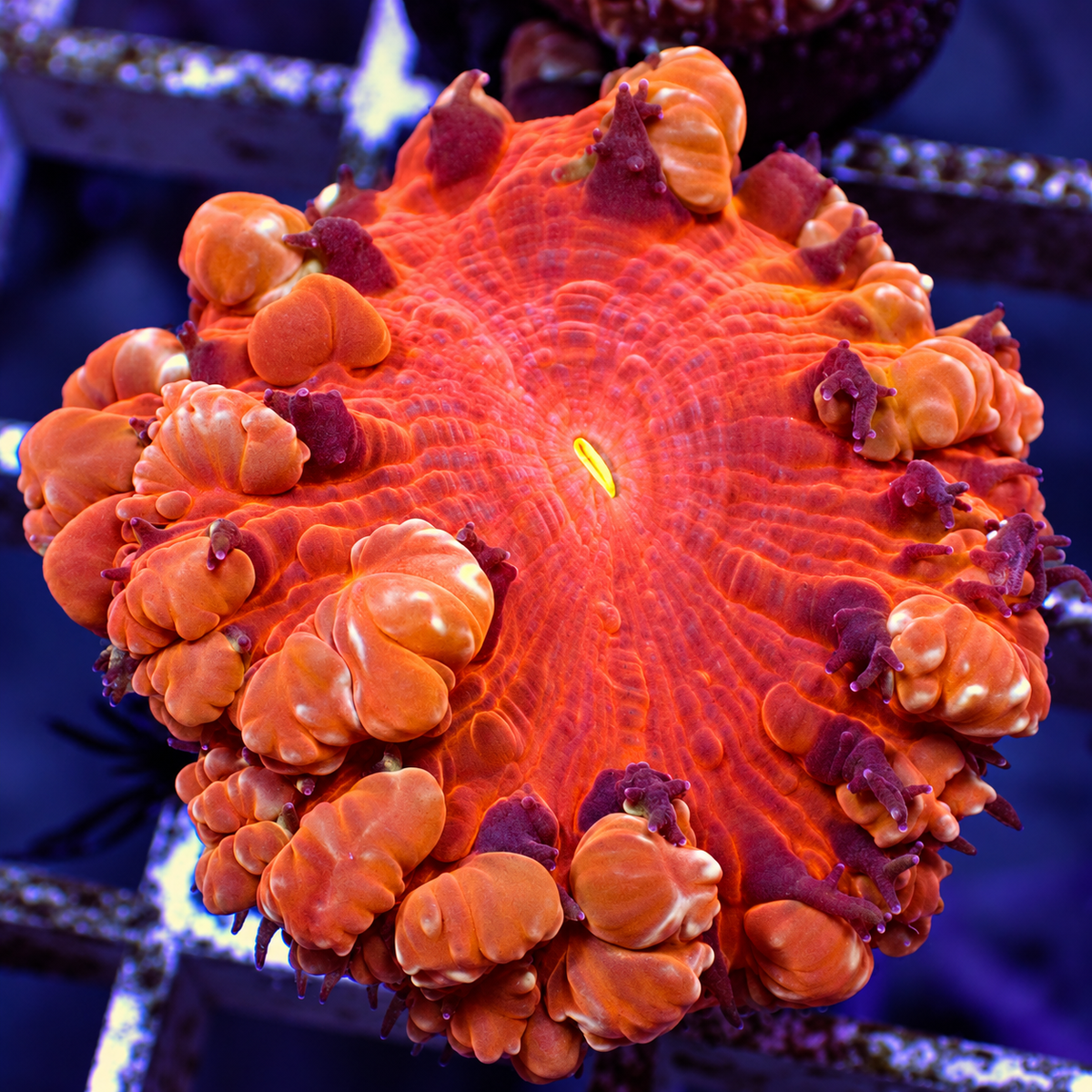 Cherry Bomb Blastomussa (1 Polyp) - Corals Anonymous
