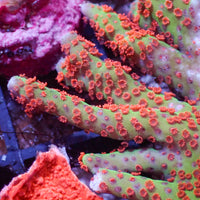 Forest Fire Montipora Digitata SPS (0.5-1” frag) A
