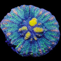WYSIWYG Ultra Aussie Yellow Star Teal Button Scoly (0.5-1")