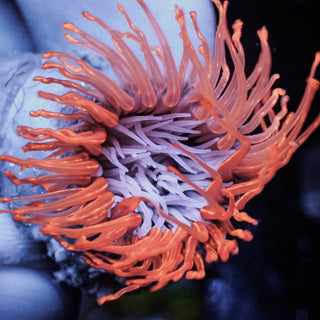 Orange Blaze Pink Tube Anemone - Corals Anonymous