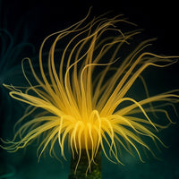 Ultra Orange Tube Anemone
