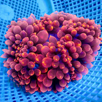 WYSIWYG XL Pacific Ultra Flame Tip Bubble Tip Anemone (4-6")