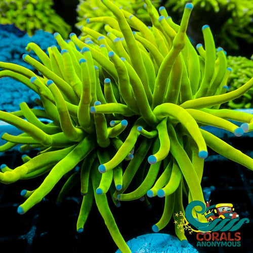 Midnight Horror Tube Anemone | Corals Anonymous