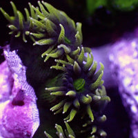 Rare Aussie Black Forest Sun Coral Colony (5-10 Polyps)