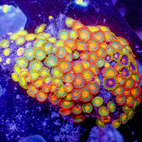 WYSIWYG Gatorade Multicolor Ultra Zoa Colony (100+ polyps) (W73)