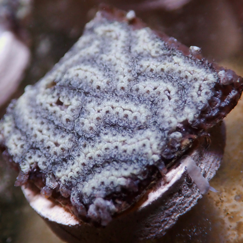 Shadow Star Sea Squirt (Self-Reproducing) - Corals Anonymous