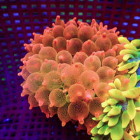 WYSIWYG Peachy Orange Bubble Tip Anemone (3-4")