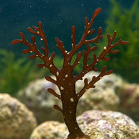Red Budding Macroalgae