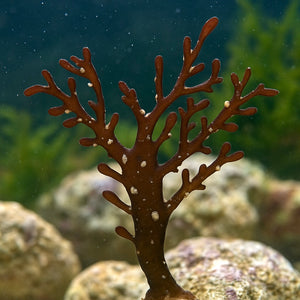 Red Budding Macroalgae