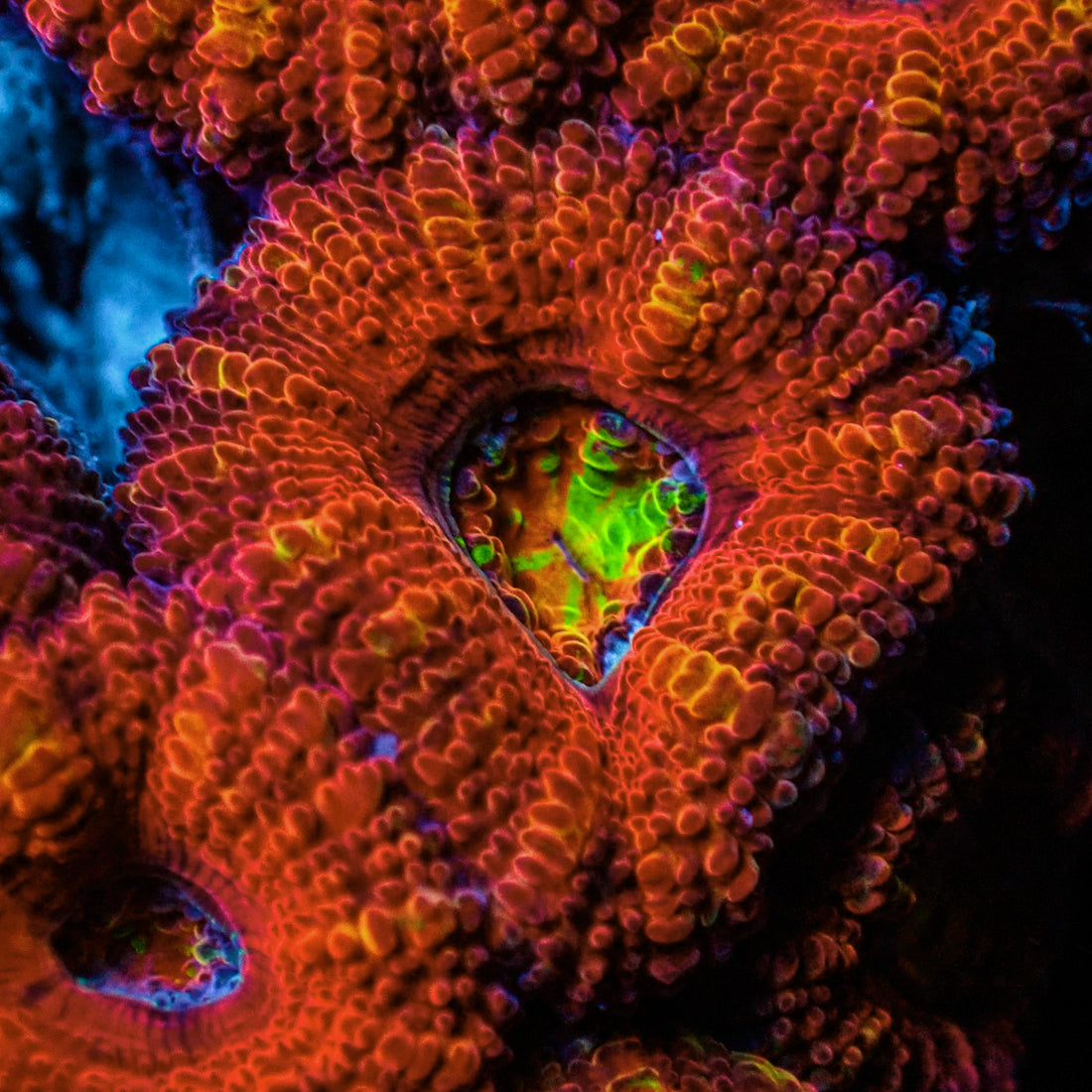 Cali Meltdown Rainbow Acans (2-3 Polyps) - Corals Anonymous
