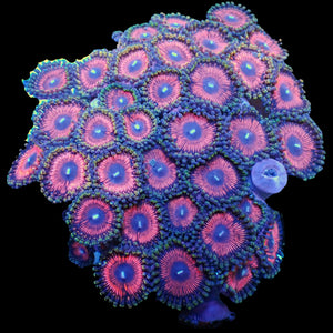 WYSIWYG Pink Rapture Multicolor Ultra Zoa Colony (35+ polyps)