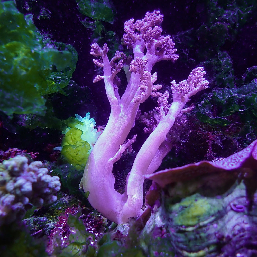 WYSIWYG CA Pink Blossom Nephthea Tree Soft Coral Mother Colony (XL, 5-7