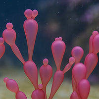 Bubble Berry Macroalgae